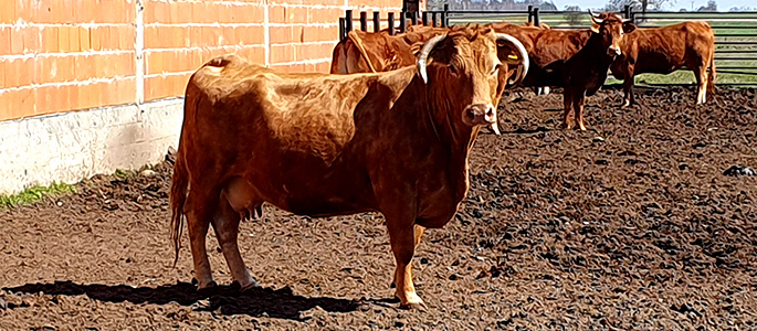 Gospodarstwo w otulinie Narwiańskiego Parku Narodowego